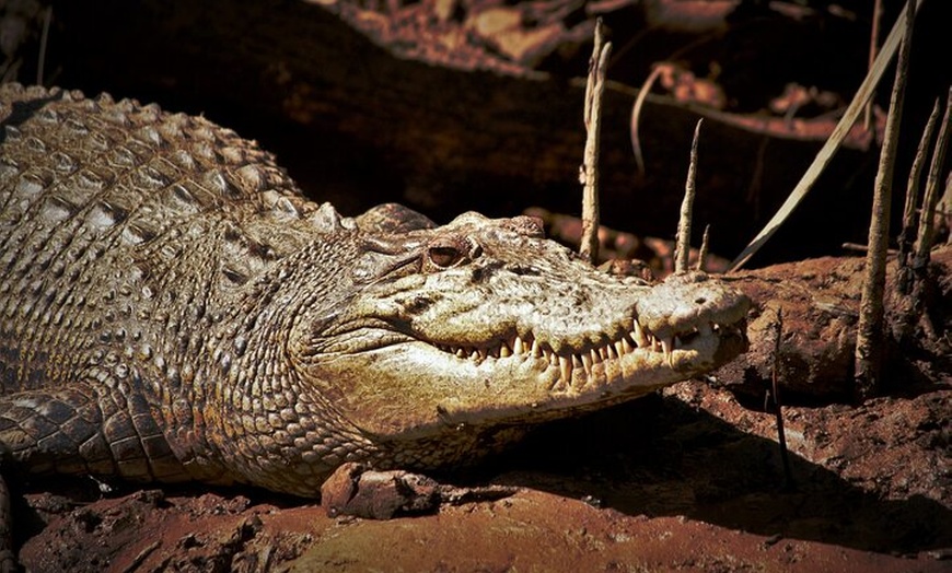 Image 11: Ultimate Daintree Rainforest Wildlife Experience Cruise