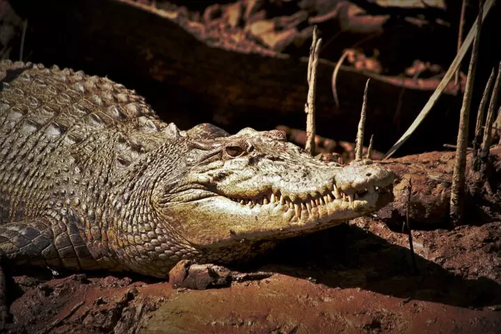 Ultimate Daintree Rainforest Wildlife Experience Cruise