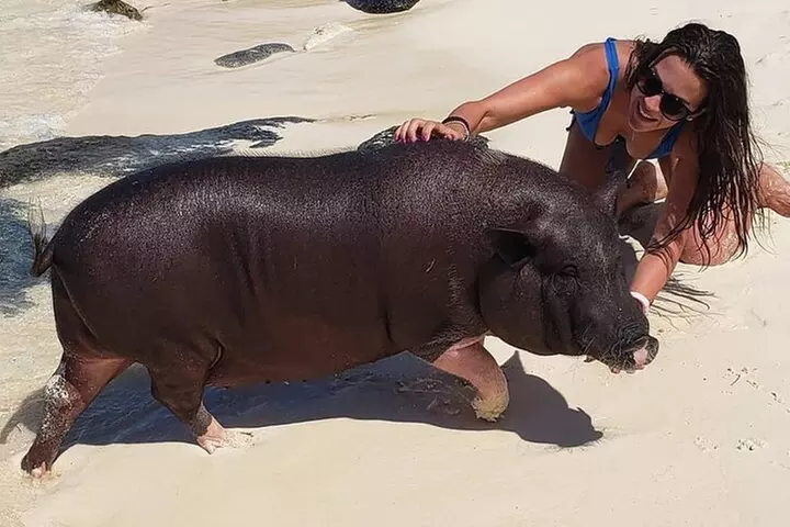 Private Swimming Pig Beach Day / 50ft or 33ft Boat / 1-10 Guests - Second Medium