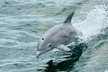 Dolphin & Sightseeing Cruise + Beach Stop + Snorkel + Equipment - Second Medium