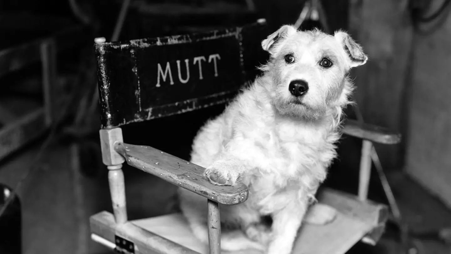 The Dog Film Festival - Primary Image