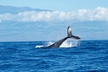 Favorite Maui Whale Watch! (2 Hour Tour! Ma'alaea Harbor, Maui) - Second Medium