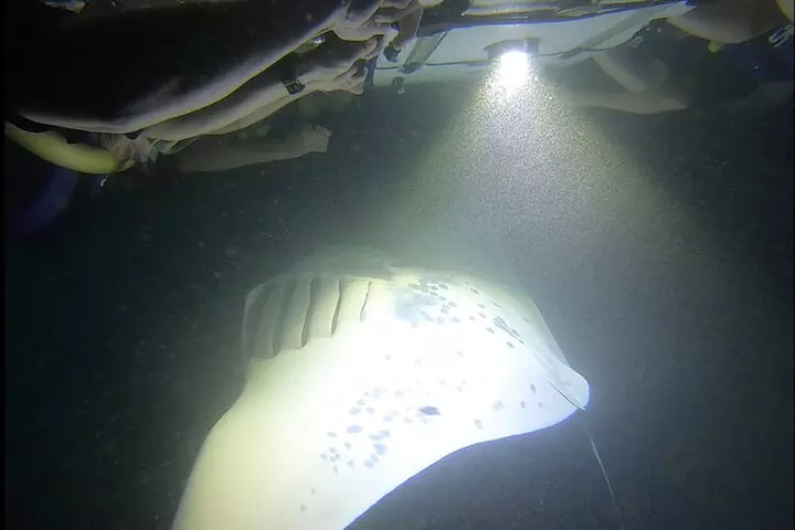 Manta Ray Night Snorkel at Kona, Big Island