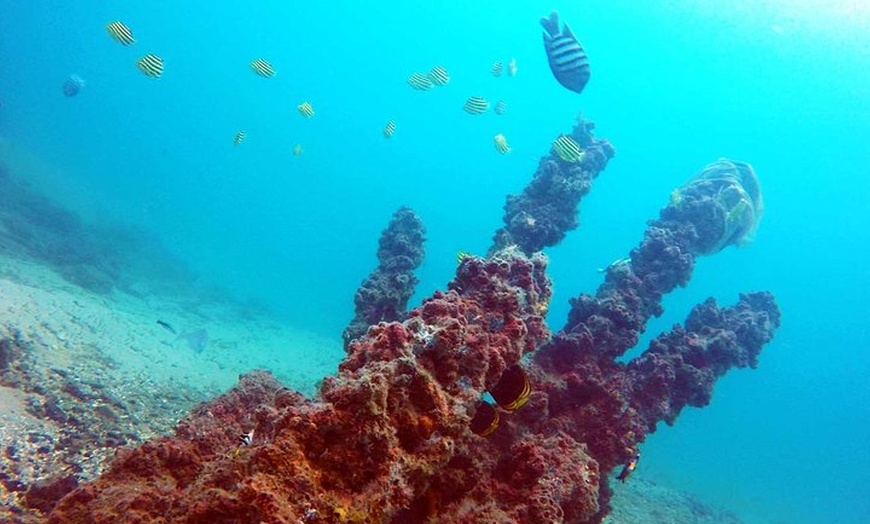 Image 27: Wave Break Island Snorkel Tour on the Gold Coast