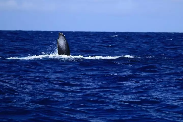 Kona's Guaranteed Whale Watch: An Unforgettable Ocean Encounter