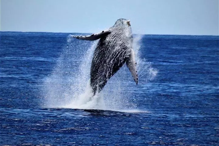 Whale Watch Excursion from the Big Island