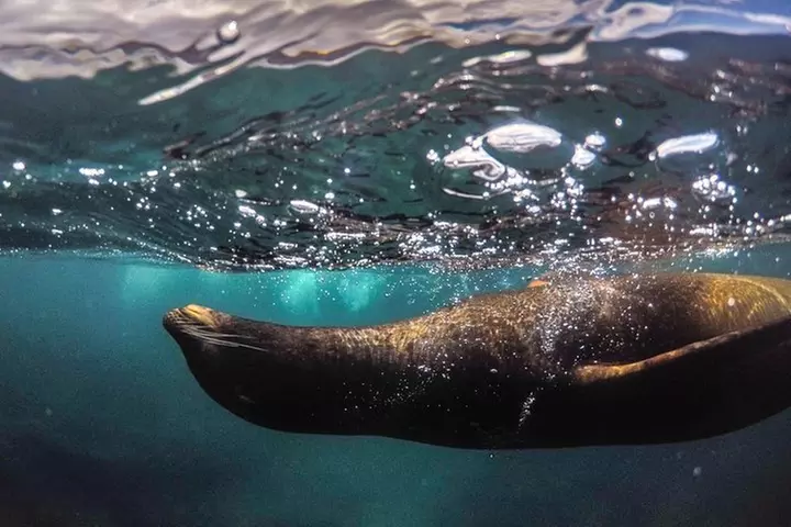 Snorkeling Adventure in La Jolla