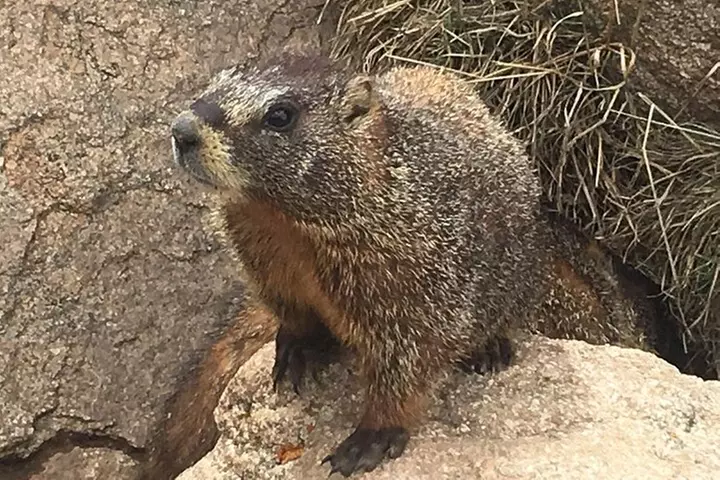 Rocky Mountain National Park in Summer Tour from Denver
