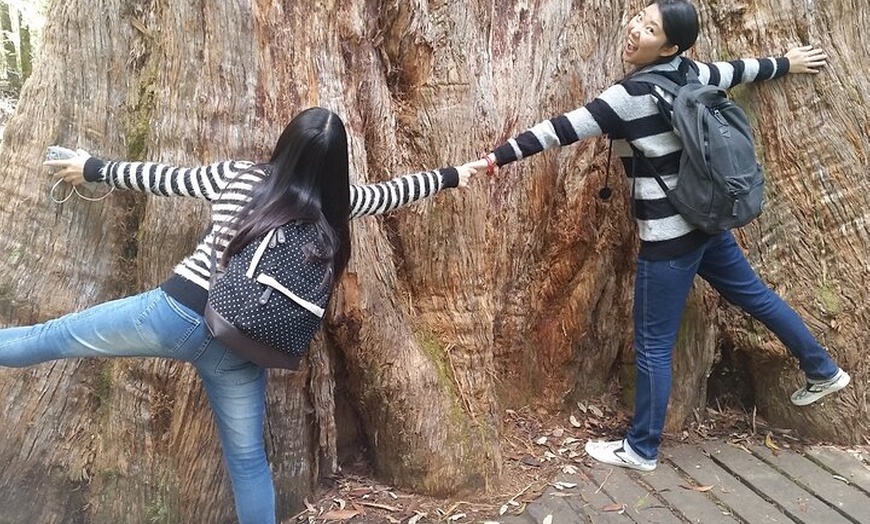 Image 15: Hobart: 7hr Shore Excursion: Mt. Field, Russell Falls & Wildlife