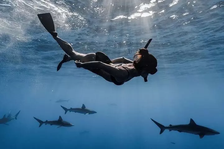 Open Water Shark Dive - Primary Image