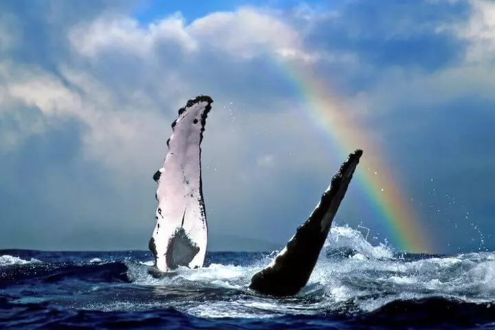 Sea Kayak Whale Watching - Second Medium