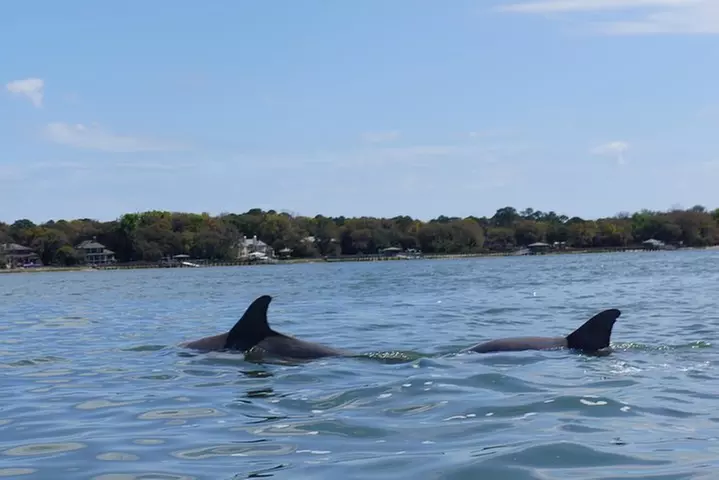 2-Hour Private Hilton Head Dolphin Watching Cruise