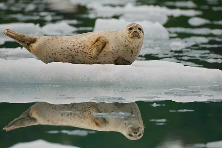 Glacier Quest Cruise and Coach Package - Second Medium