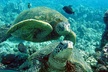 Makena Turtle Town Eco Adventure in Maui - Second Medium