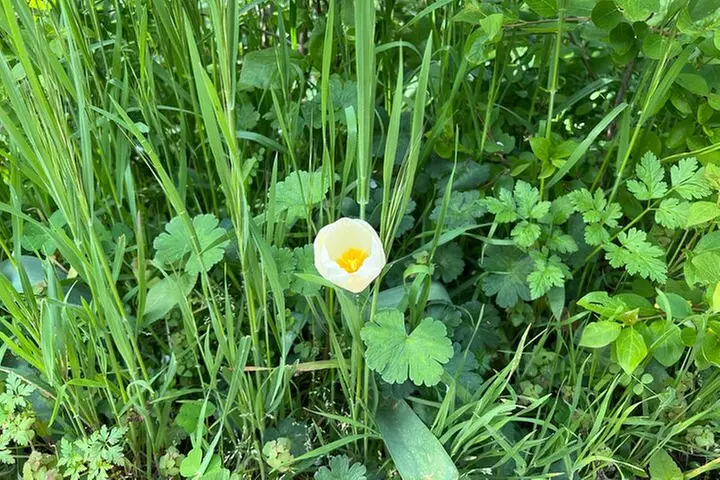 Talla de piedra en Cercedilla/Madrid
