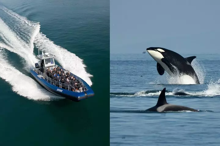 Anacortes Whale Watching Adventure Tour - Zodiac Boat - Primary Image