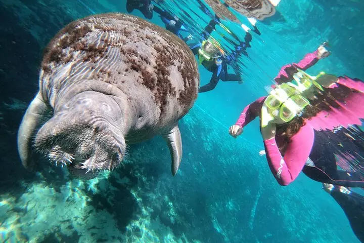 All Inclusive Private Manatee Swim - Second Medium