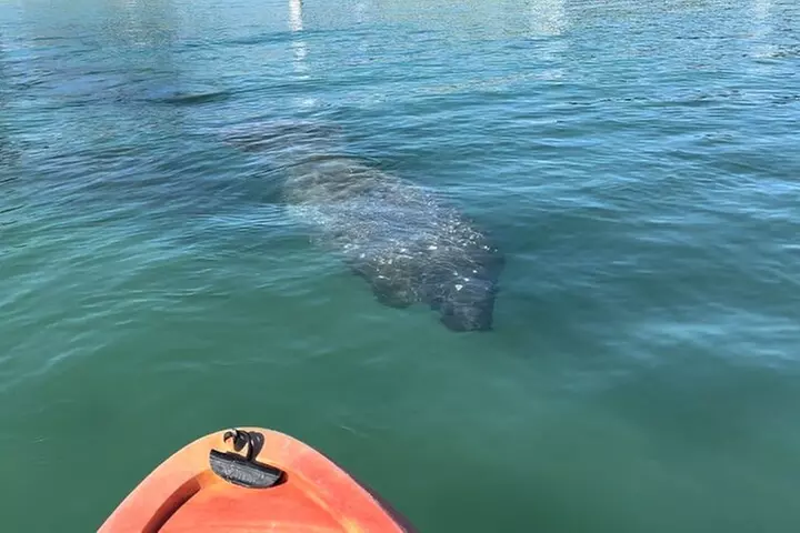 Manatee Discovery Anna Maria Island