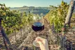Horseback Riding and Wine Tasting Tour - Second Medium