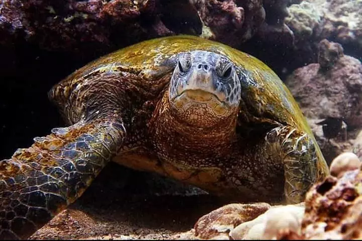 2 Tank Shore Dive at Sea Turtle Cove