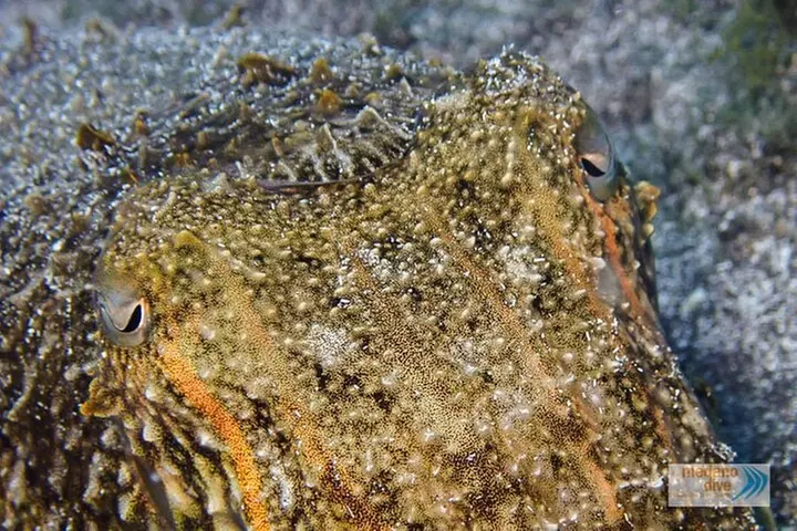 1 Inmersión De Iniciación En Tenerife De 3,5 Horas