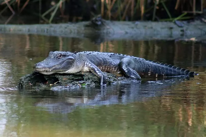 New Orleans Airboat Ride