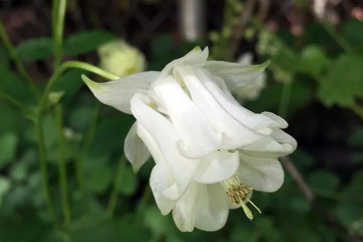 The Hood-Columbia Loop: Timberline, Orchards, and Waterfalls