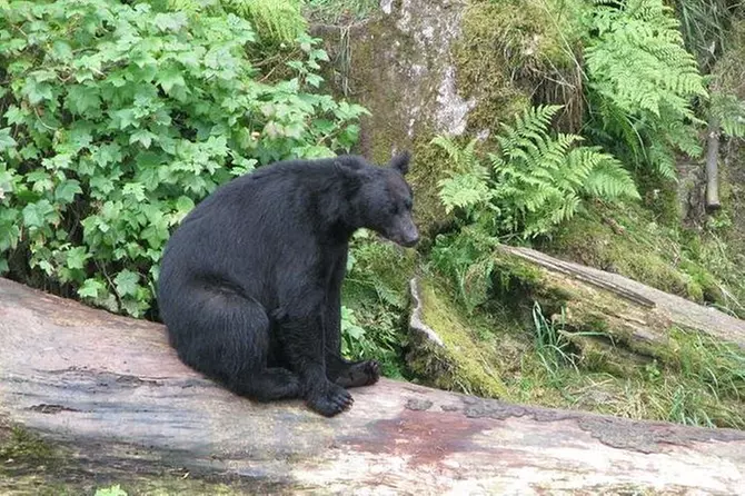 Prince of Wales Island Bear-Viewing Tour By Air From Ketchikan - Primary Image