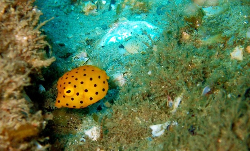 Image 11: Wave Break Island Snorkel Tour on the Gold Coast