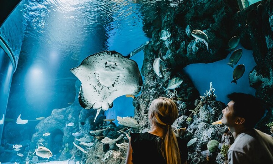 Image 5: Cairns Aquarium Dive with the Sharks