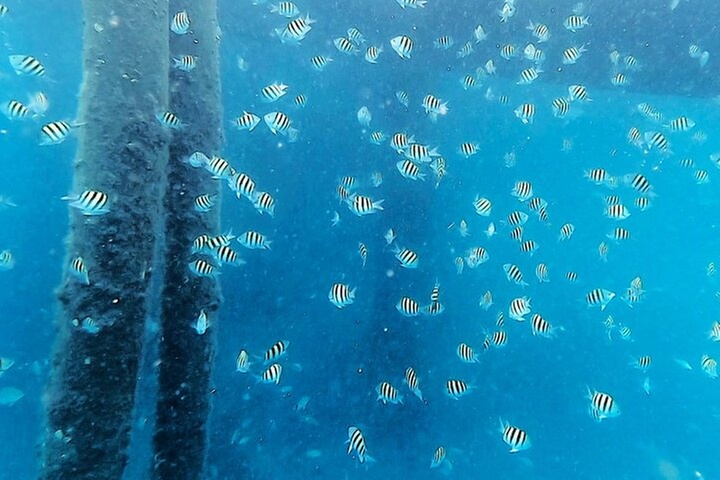 2 ½ - Hour Guided Snorkel Tour of Phil Foster Park, Free Videos!