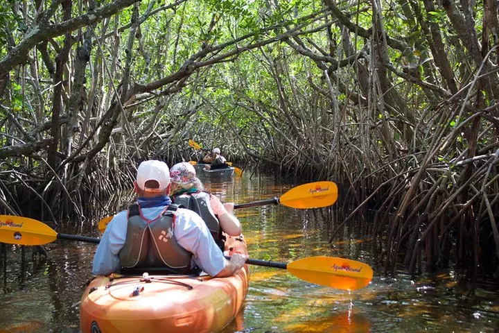 Manatees and Mangrove Tunnels Small Group Kayak Tour