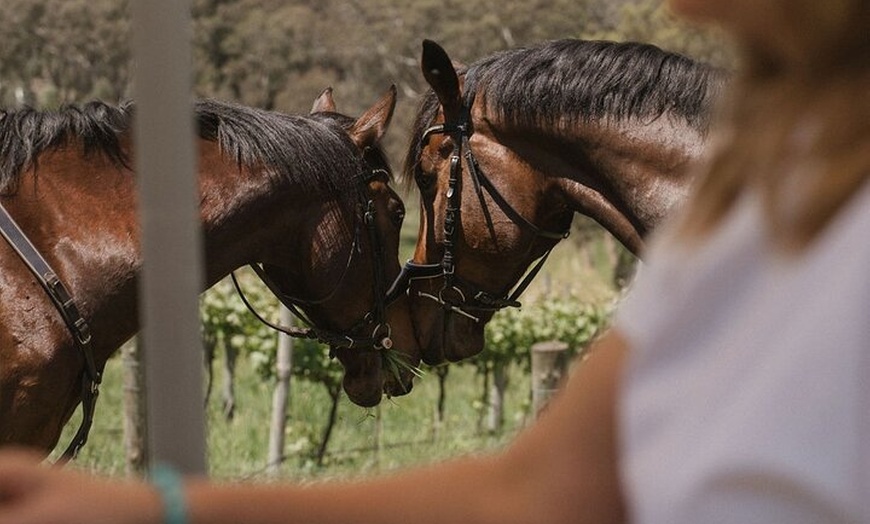 Image 2: Romantic Horse Trail Ride with Wine and Food in Adelaide Hills