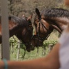 Image 2: Romantic Horse Trail Ride with Wine and Food in Adelaide Hills