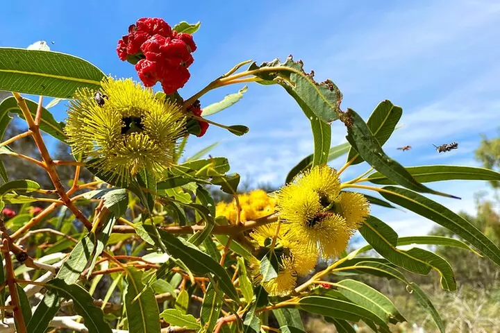 Murray River Lunch Cruise