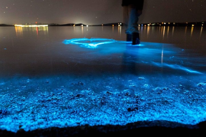 Florida Bioluminescence Kayaking Tour (Titusville)