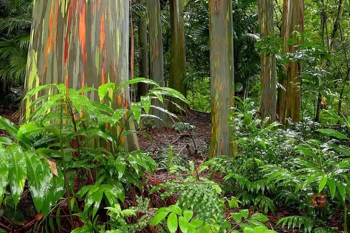 Self-Guided Audio Driving Tour in Maui