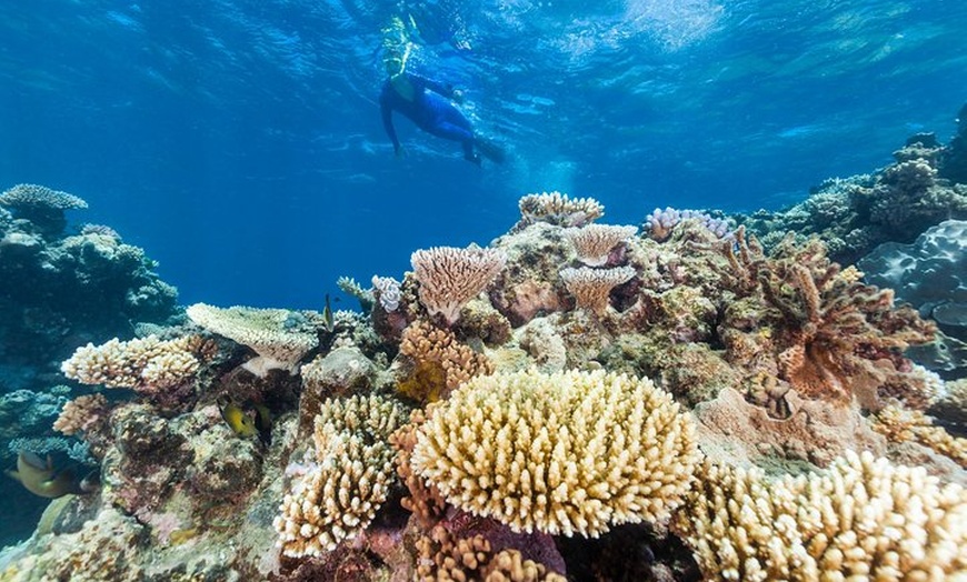 Image 20: Great Barrier Reef Snorkeling and Diving Cruise from Cairns