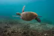 Ningaloo Reef Snorkel and Wildlife Adventure - Image 4
