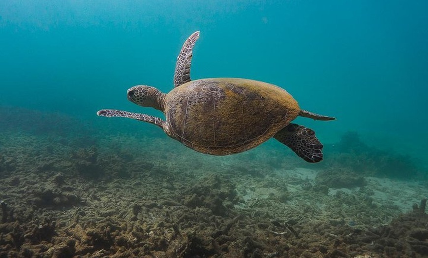 Image 4: Ningaloo Reef Snorkel and Wildlife Adventure