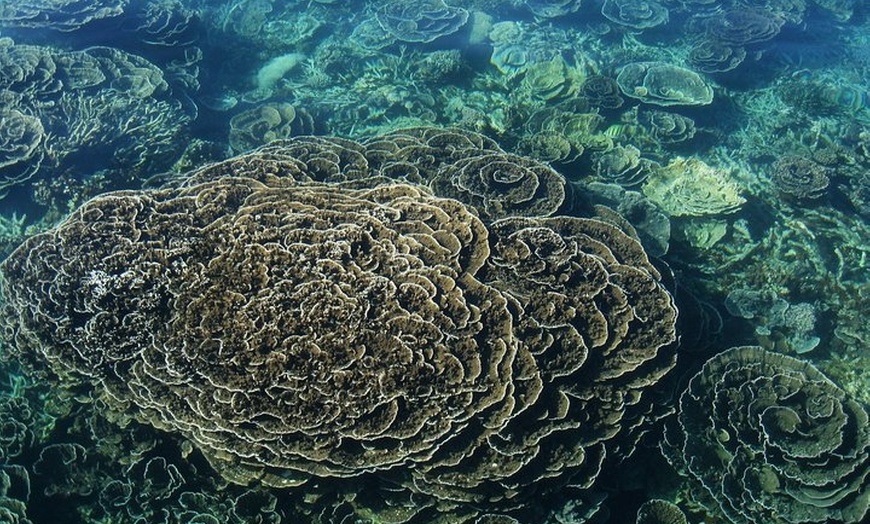 Image 6: Coral Bay 1-Hour Coral Viewing