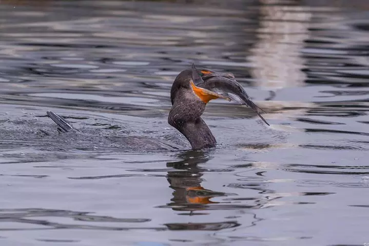 3 Hour Manatee Swim - Small Group w/complimentary photos!