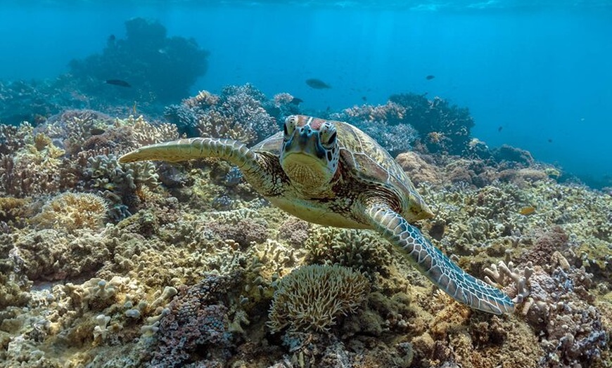 Image 8: Full-Day Cruise Tour to Frankland Islands Great Barrier Reef