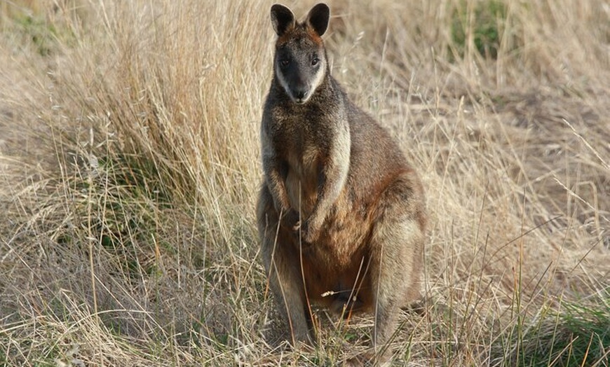 Image 9: Phillip Island Penguin Parade Day Tour from Melbourne