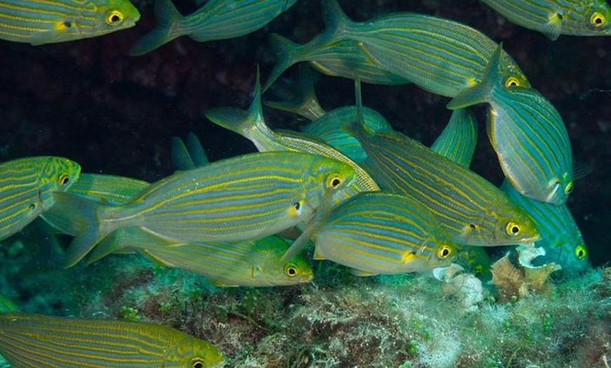 Image 6: Mallorca: Bautismo de buceo desde la playa