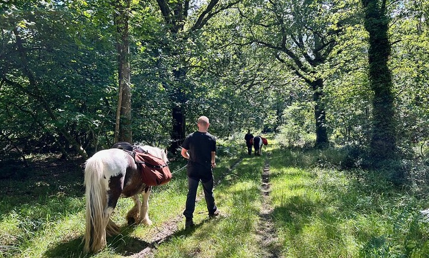 Image 5: Pack Pony Wild Camping in Ancient Woodland, Dorset