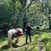Image 5: Pack Pony Wild Camping in Ancient Woodland, Dorset
