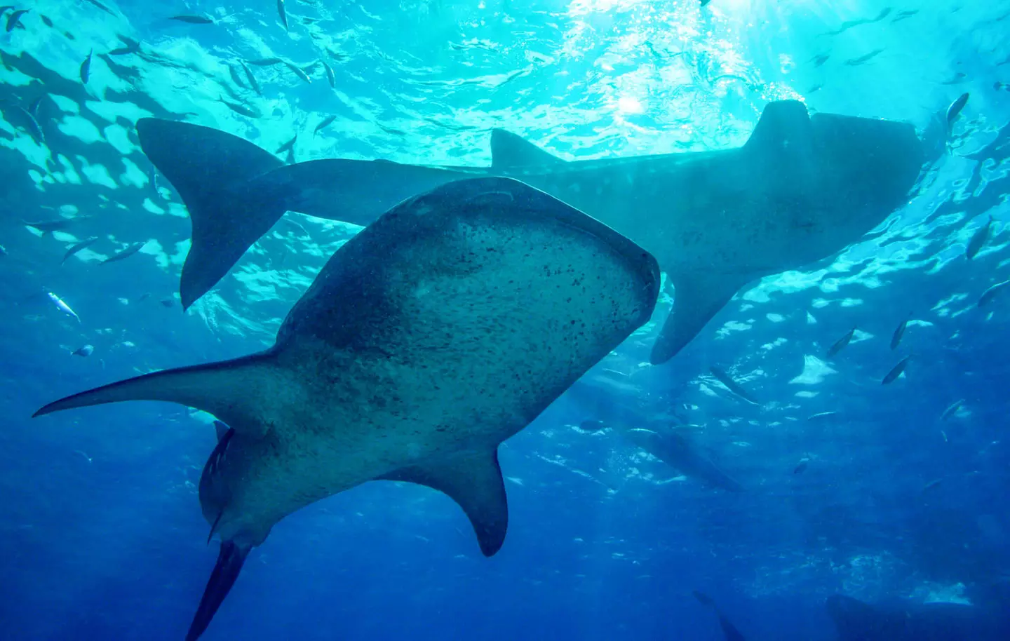 ✈ FILIPPINE | Cebu - Alla scoperta delle Filippine 4*, 7 notti - Tour