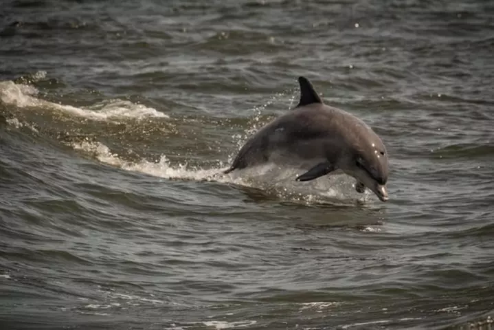 Whale and Dolphin Watching Cruise from Cape May