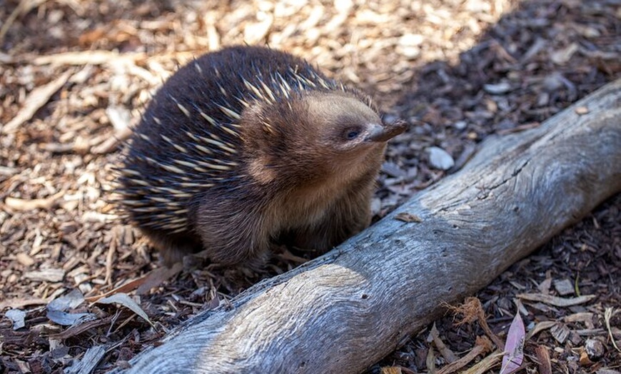 Image 33: Mt Field, Mt Wellington & Tassie Devils Active Tour from Hobart